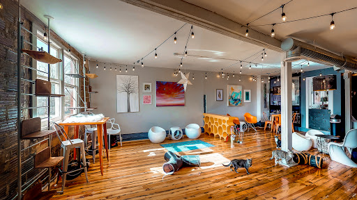 Mac Tabby Cat Cafe
